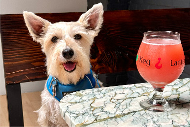 Dog Menus: Its the latest restaurant trend. Would you order your dog a Pupachino at his favorite restaurant?