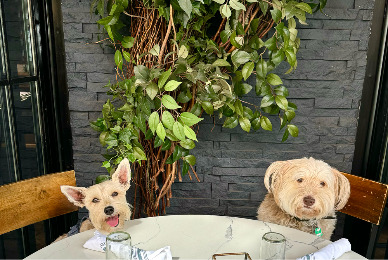Dog Menus: Its the latest restaurant trend. Would you order your dog a Pupachino at his favorite restaurant?