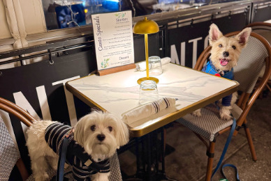 Dog Menus: Its the latest restaurant trend. Would you order your dog a Pupachino at his favorite restaurant?