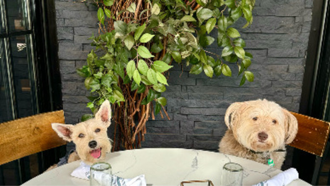 Dog Menus: It's the latest restaurant trend. Would you order your dog a "Pupachino" at his favorite restaurant?