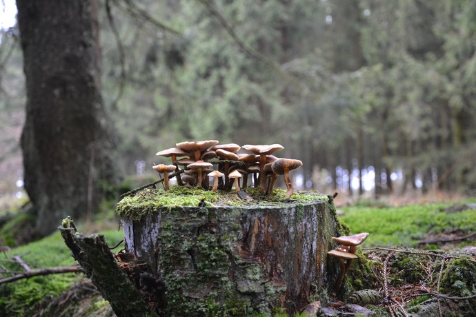 Autumn has come, do you like going to the woods to pick mushrooms?