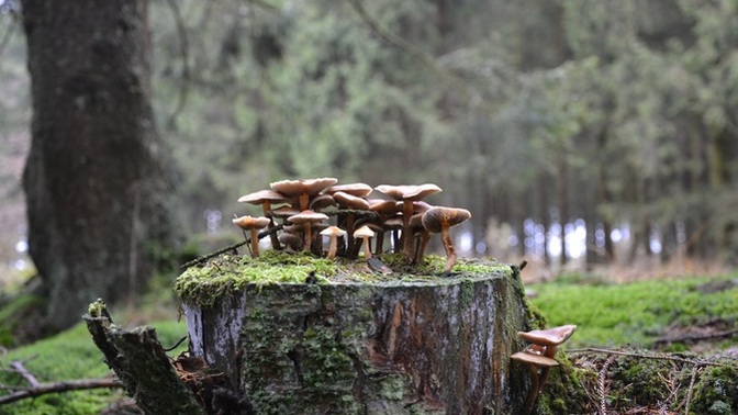 Autumn has come, do you like going to the woods to pick mushrooms?