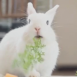 You go on a date who is perfect in every way except they eat food like a bunny rabbit. Turn off?