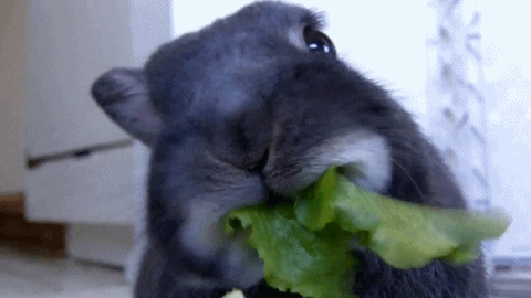 You go on a date who is perfect in every way except they eat food like a bunny rabbit. Turn off?