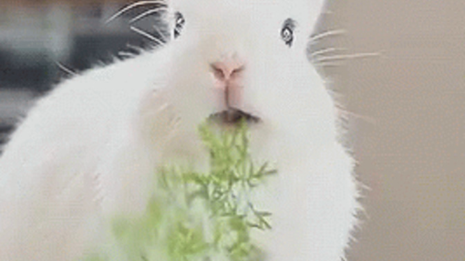 You go on a date who is perfect in every way except they eat food like a bunny rabbit. Turn off?