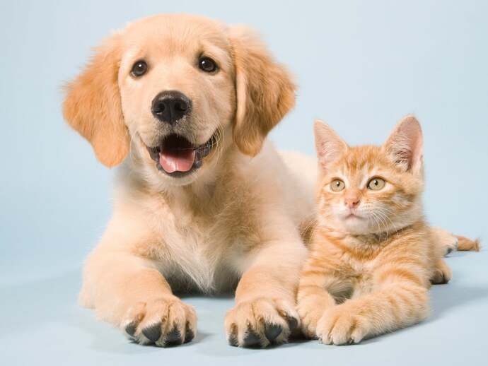 Is caring for a PET pretty much the same as caring for a CHILD?