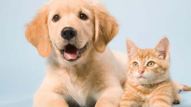 Is caring for a PET pretty much the same as caring for a CHILD?