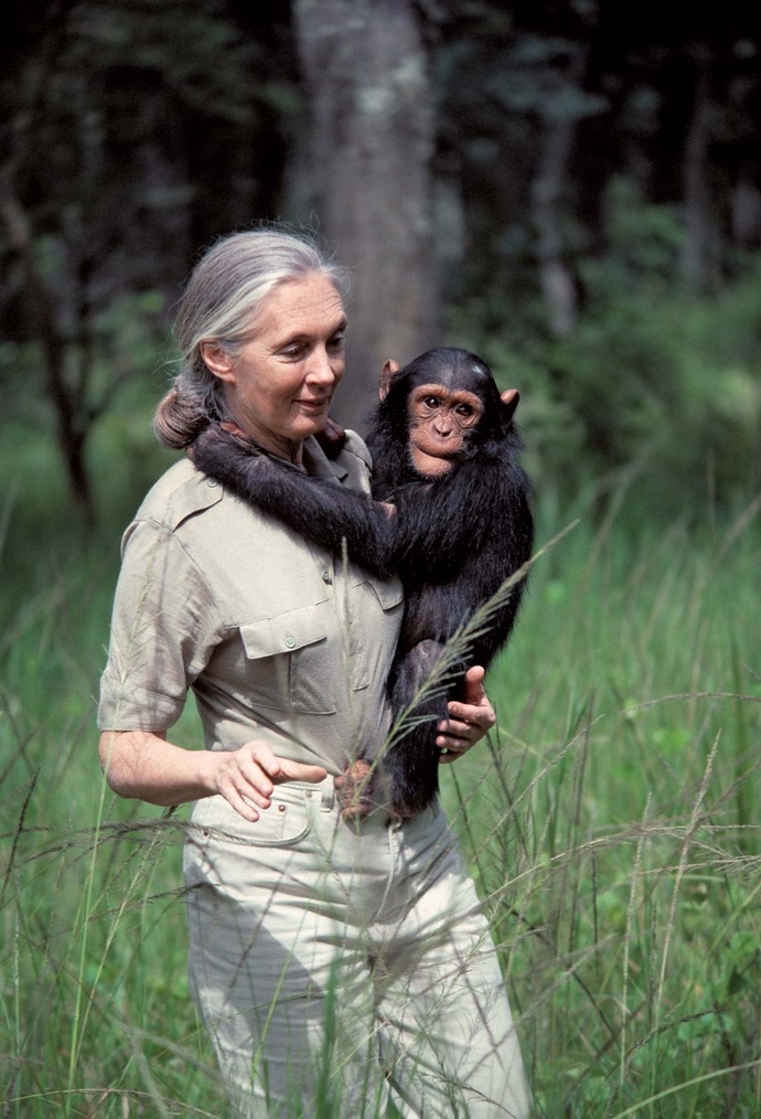 Who might pick up where Jane Goodall left off?