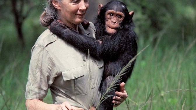 Who might pick up where Jane Goodall left off?