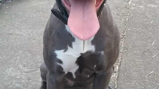 Does my dog look healthy?