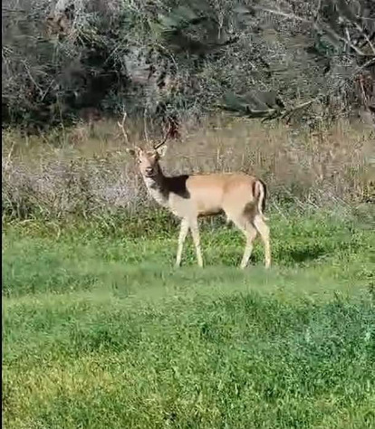 Have you ever saw a wild animal approaching your home or property?