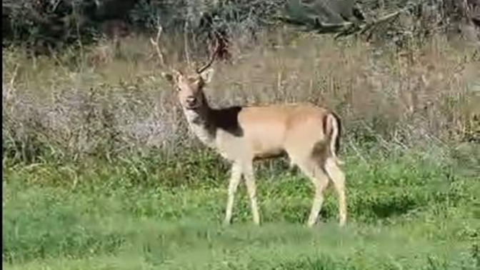 Have you ever saw a wild animal approaching your home or property?