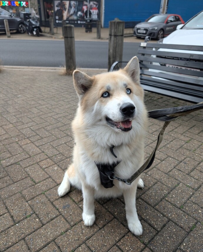 Please can everyone say happy birthday to Harley he just turned 18 today?