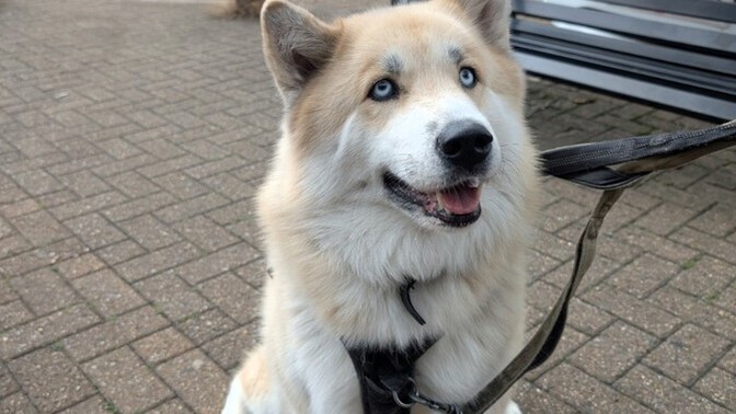 Please can everyone say happy birthday to Harley he just turned 18 today?