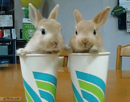 Don't you think funny pet videos are the funniest videos ever on YouTube?