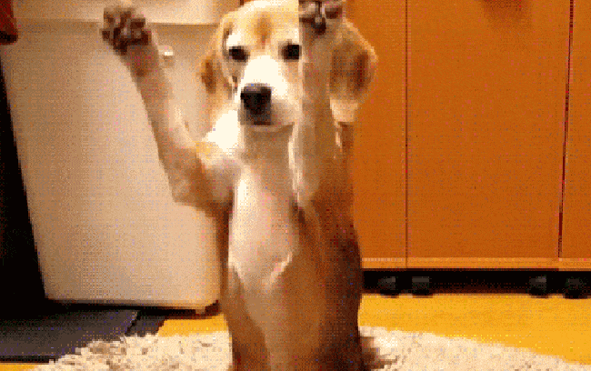 Don't you think funny pet videos are the funniest videos ever on YouTube?