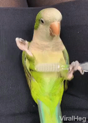 Don't you think funny pet videos are the funniest videos ever on YouTube?