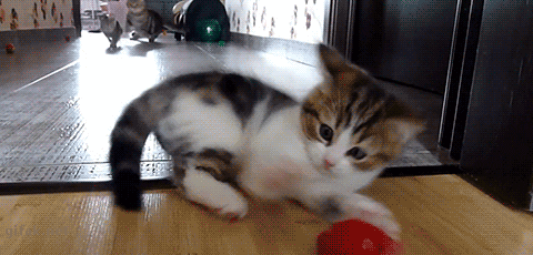 Don't you think funny pet videos are the funniest videos ever on YouTube?
