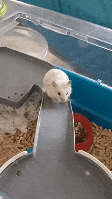 Don't you think funny pet videos are the funniest videos ever on YouTube?
