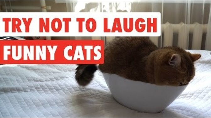 Don't you think funny pet videos are the funniest videos ever on YouTube?