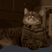 What name should I give my cat?