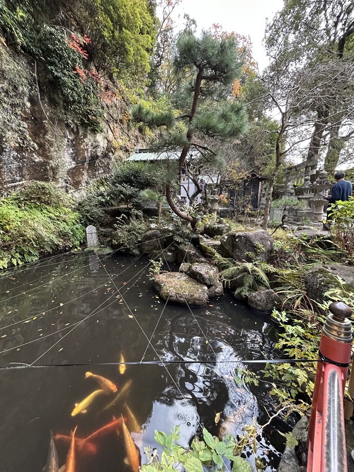 Koi in Kamakura shrine 