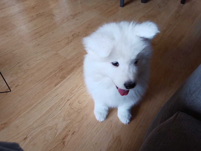 9week new pup Nanook and future photography star