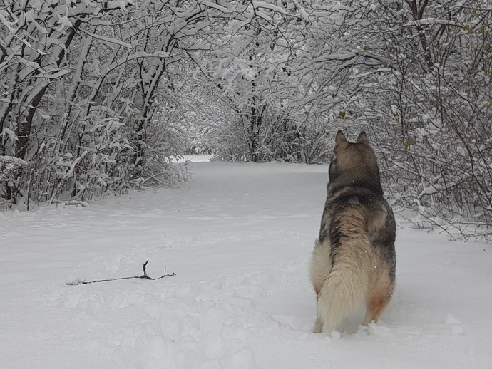 Dakota - R.. I. P. 06/22/23