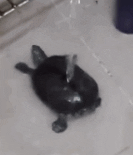 What's the last thing you did in the bathroom?