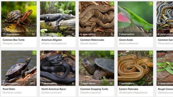 What is your favorite type of reptile?