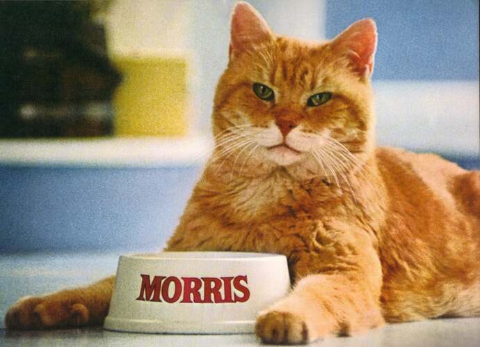 Who would win in a fair fight, Morris the Cat or Oscar the Cat??