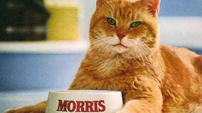 Who would win in a fair fight, Morris the Cat or Oscar the Cat?