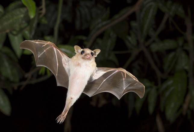 Bats are like adorable lil’ puppies with wings.. agree or disagree?