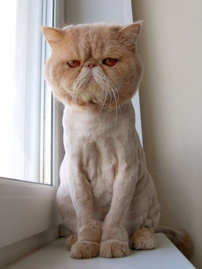 grumpy shaved cat