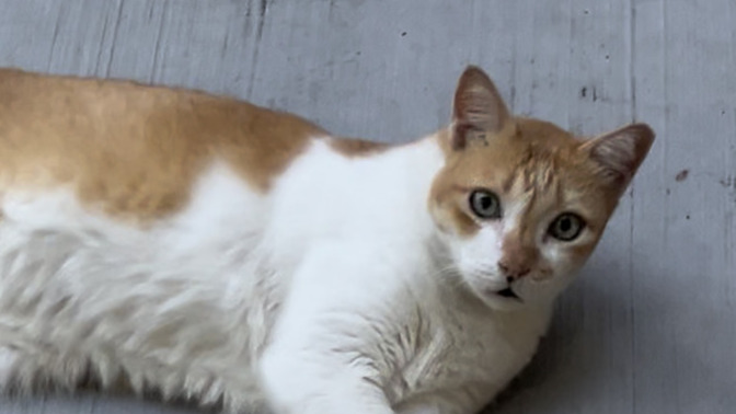 How do you cope with your cat passing on?