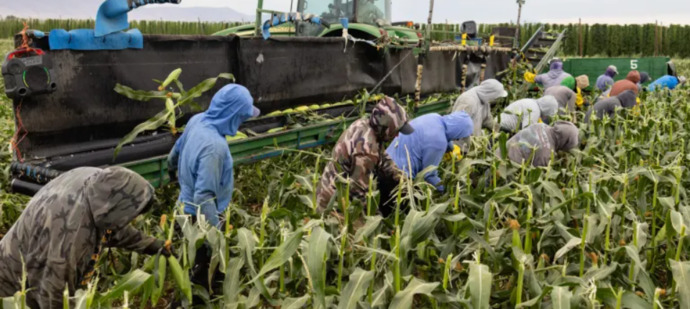 So, what do you think about Trumps own Labor Dept. reporting that his immigration crackdown risks food shortages and higher prices?