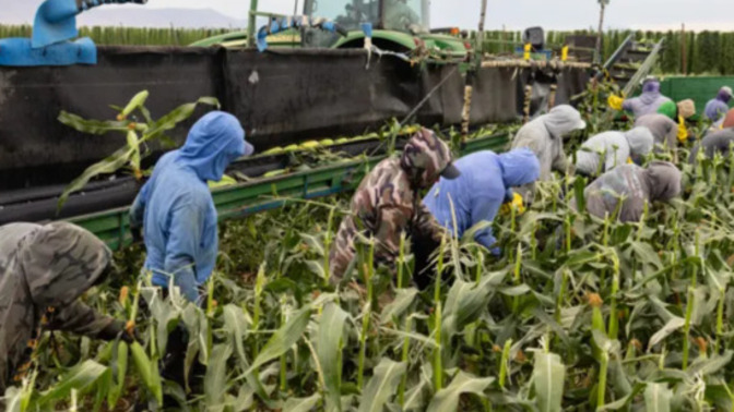 So, what do you think about Trump's own Labor Dept. reporting that his immigration crackdown risks food shortages and higher prices?