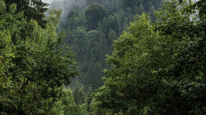 Which nature picture you like better?