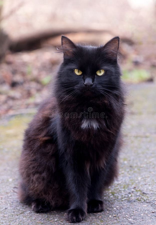 Are you a curious cat?