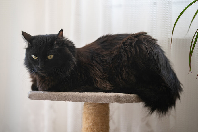 Are you a curious cat?
