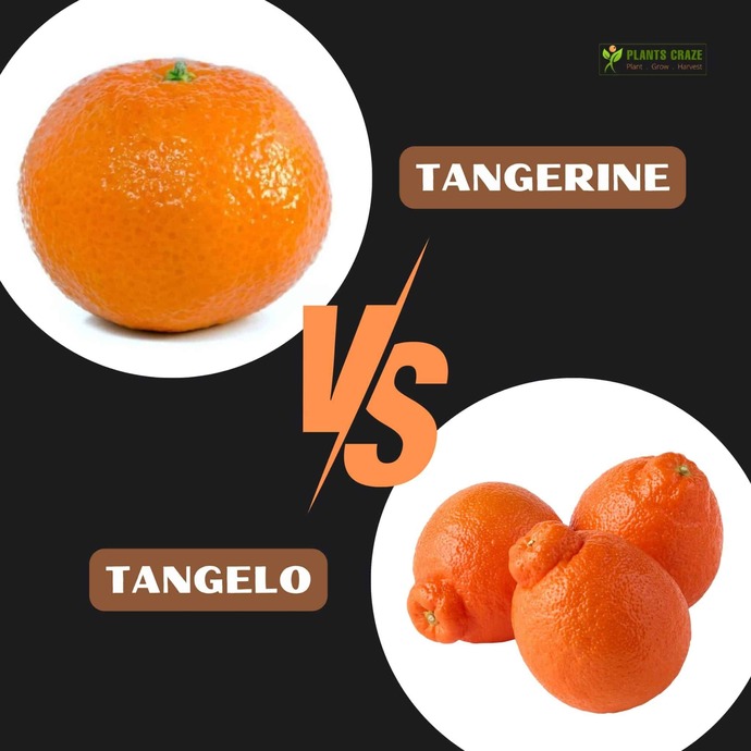 Do you eat tangerines?