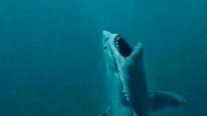 Guys, Have you tried during Shark 🦈 days?