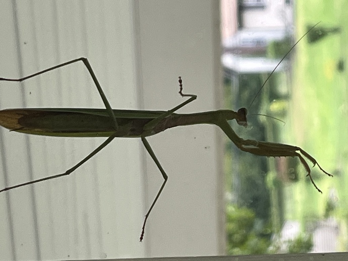What’s the deal with this thing?
