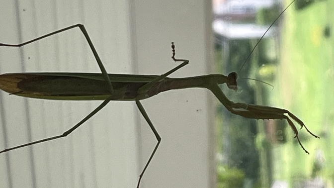 What’s the deal with this thing?