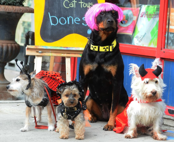 Pets in Halloween Costumes