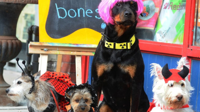 Does your PET celebrate Halloween?