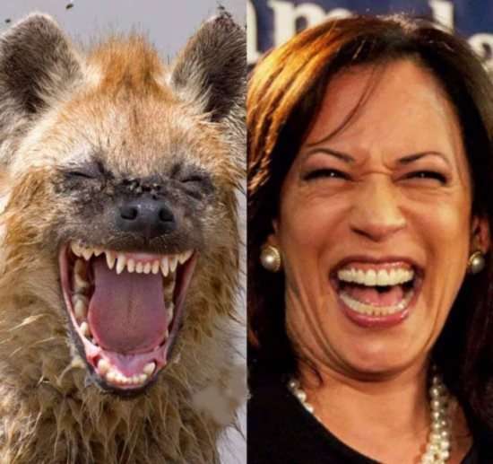 Do you think that Kamala Hariss Political Career Is Over?