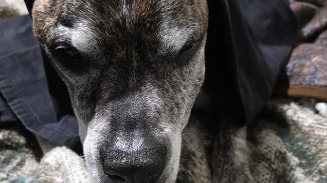Does the side of my dogs face look swollen?