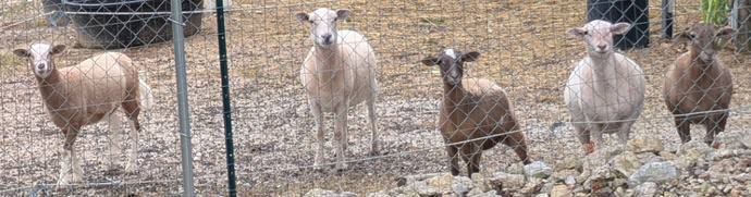 It's not baaaaaaaaad having sheep.