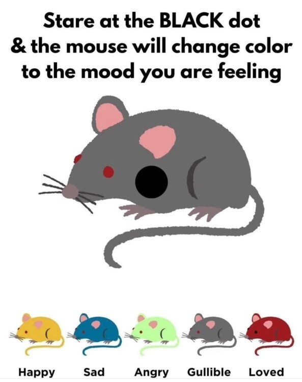 What colour is the mouse?